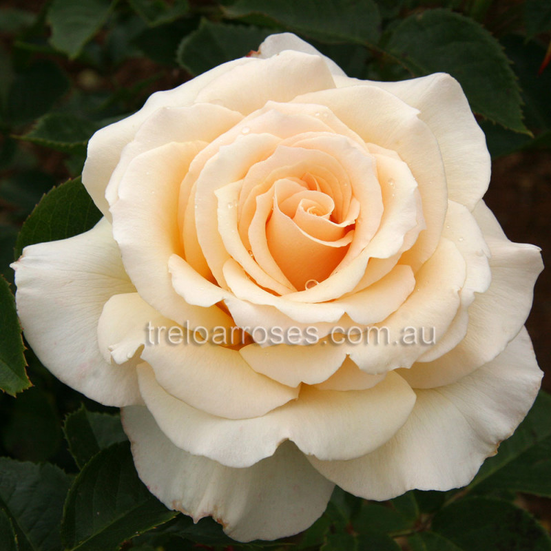 Isn T She Lovely 90cm Standard