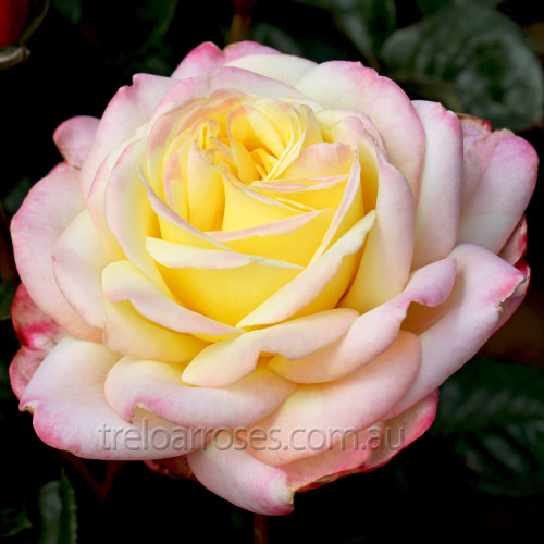Kordes' Jubilee (Potted) Kordes' Jubilee (Potted)