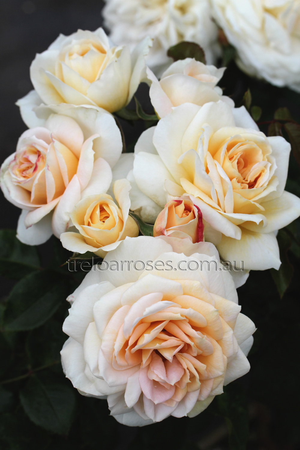 Lions Rose
