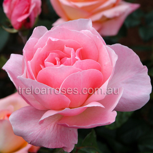 Queen Elizabeth - 90cm Standard