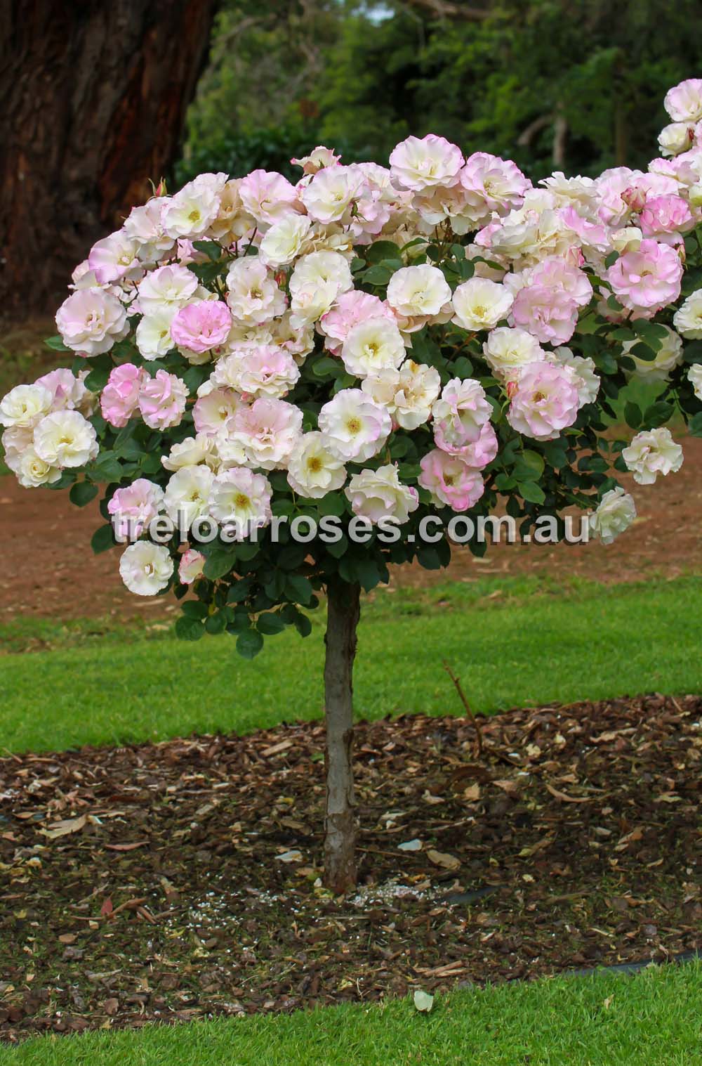90cm Roses Seduction - 90cm Standard