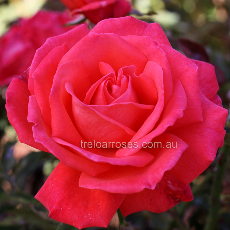 super star rose