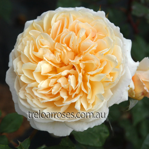 Crown Princess Margareta