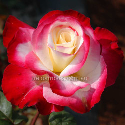 Double Delight, Double Delight Roses Nz