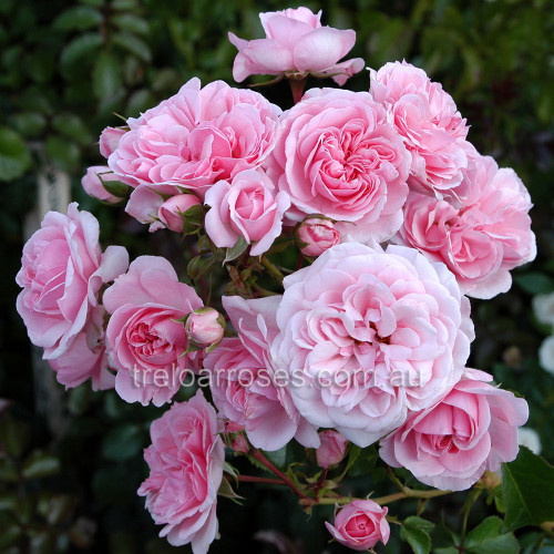 Home & Garden - 90cm Standard Home & Garden - 90cm Standard