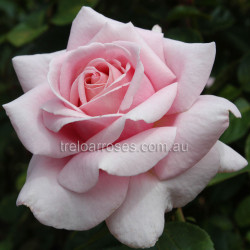 The Childrens Rose™