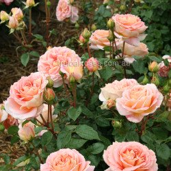 Abraham Darby - 90cm Standard