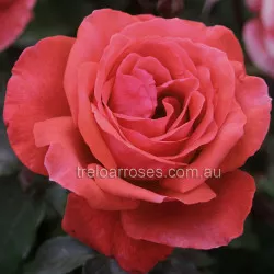Fragrant Cloud - 90cm Standard