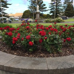 Gallipoli Centenary Rose (Potted Rose)