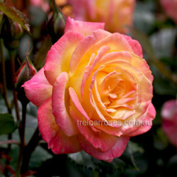 Garden Delight - 90cm Standard