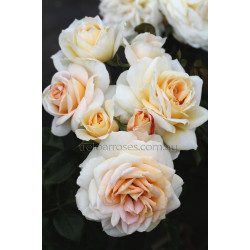 Lions Rose