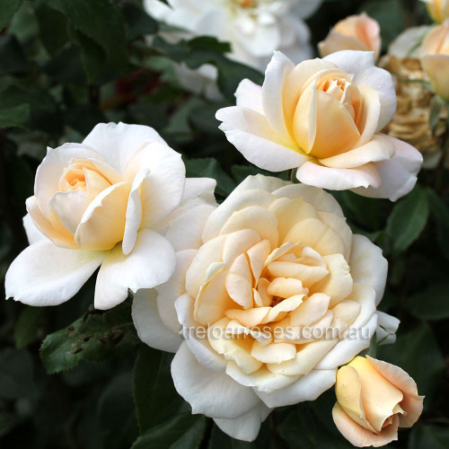 Lions Rose