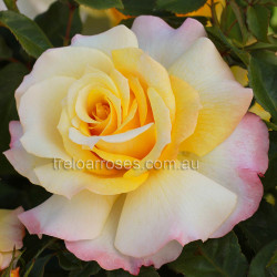 Sunny Sky  - 90cm Standard