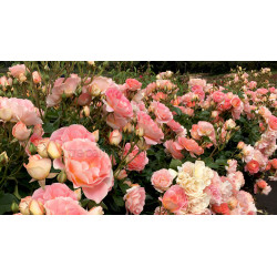 Peach Profusion - 90cm Standard