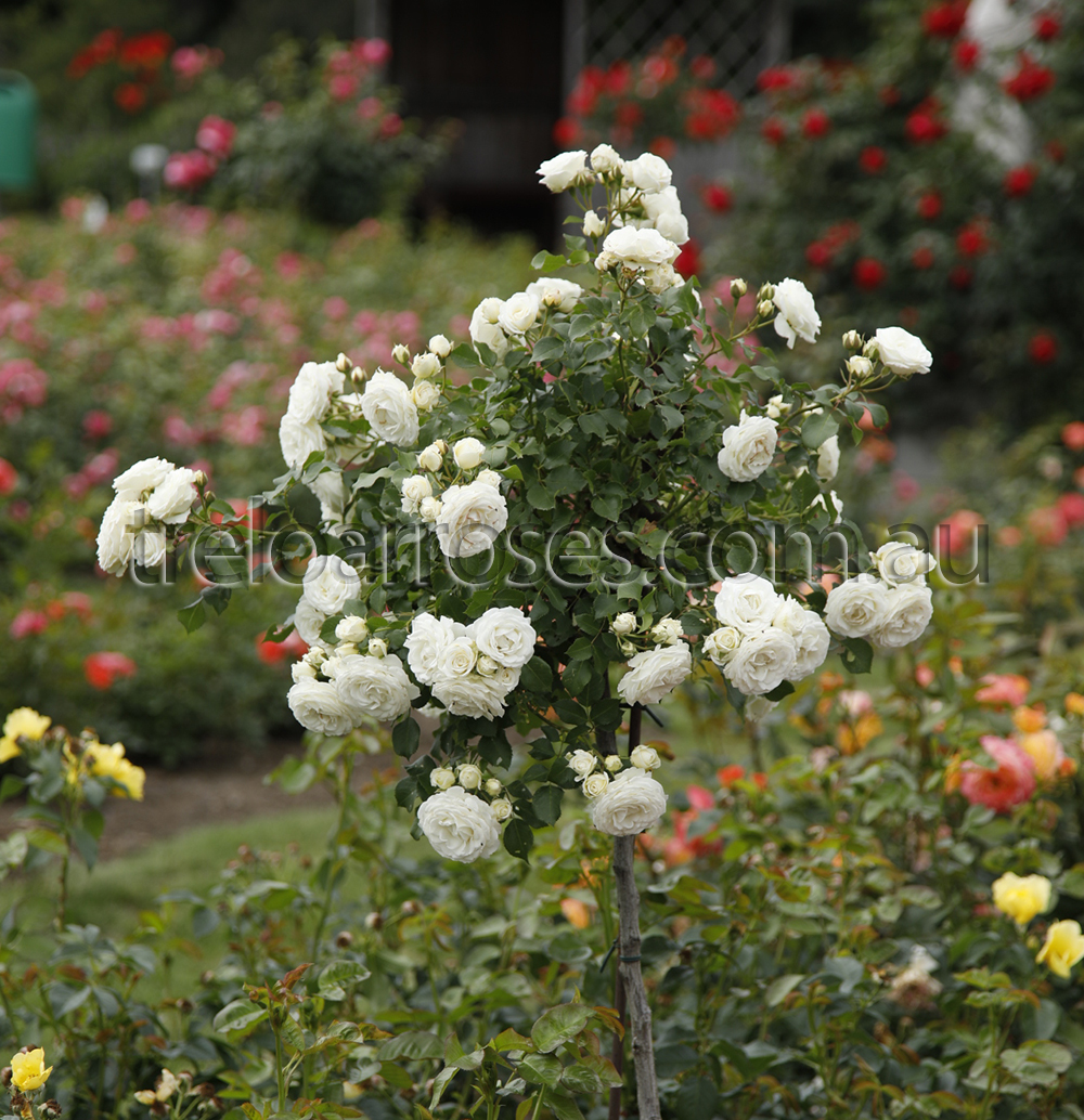 Snow Kiss 30cm Dwarf Standard