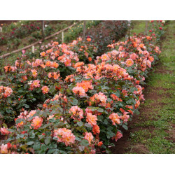 Sunburst Glow Sunburst Glow