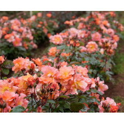 Sunburst Glow Sunburst Glow