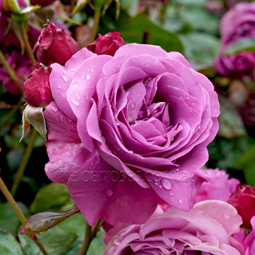 Thank You Rose  - 90cm Standard