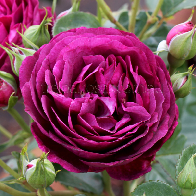 https://www.treloarroses.com.au/image/cache/catalog/Twilight-Zone_7572wm-800x800.jpg