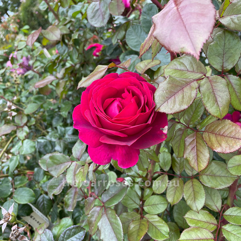 Ultraviolet Climbing (C)