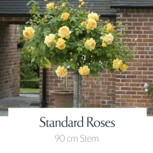 90cm Roses 90cm Stem
