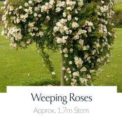 Weeping Roses Tall Weeping Standard