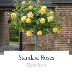 30cm Stem - Dwarf Standard Roses