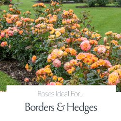 Borders & Hedges