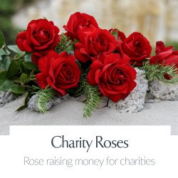 Charity Roses
