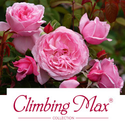 Climbing Max® Collection