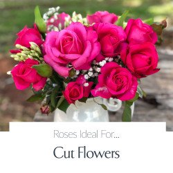 Cut Flowers