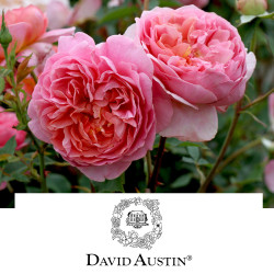 David Austin Roses