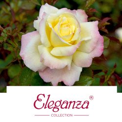 Eleganza® Collection