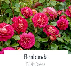 Floribunda Bush Roses