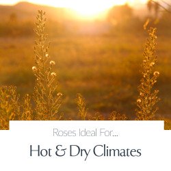 Hot and Dry Climates