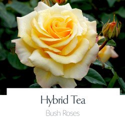 Hybrid Tea Bush Roses