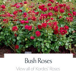 View All Kordes Roses - Bush Roses