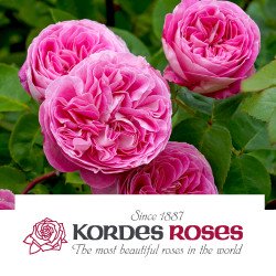 Kordes' Roses