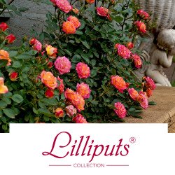 Lilliputs® Collection