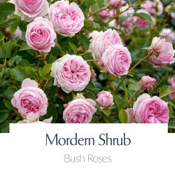 Modern Shrub Roses
