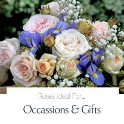 Occasions & Gifts