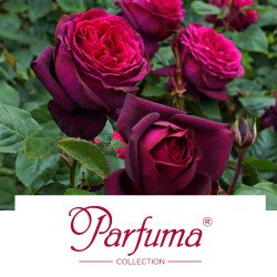 Parfuma® Collection