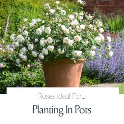 Planting In Pots