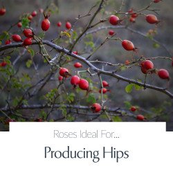 Producing Hips