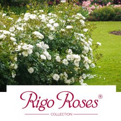 Rigo Roses® Collection