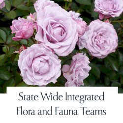 State Wide Integrated Flora and Fauna Teams