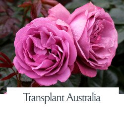 Transplant Australia
