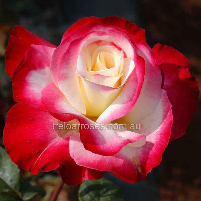 Double Delight Rose Bush