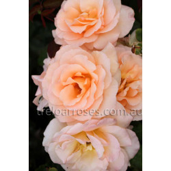 Apricot Nectar - 90cm Standard