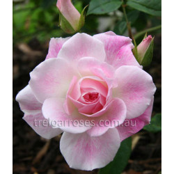 Blushing Pink Iceberg - 60cm Patio Standard